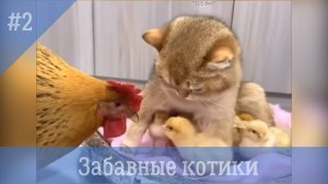 Забавные котики. # 2. Самые смешные видео с кошками и котами.