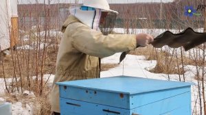 Весенняя ревизия пчел
