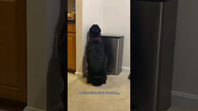 Это ошибка смотреть онлайн