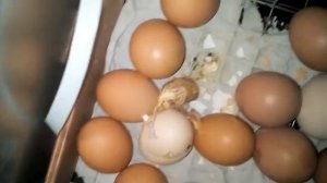Инкубатор Блиц 48 вылупляются цыплята
