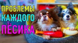 ПРОБЛЕМЫ КАЖДОГО ПЁСИКА | ПАРОДИЯ Magic Pets