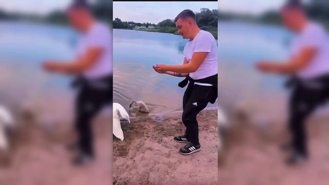 смешные видео