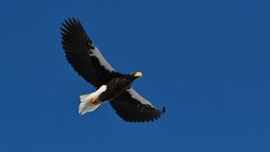 Белоплечий