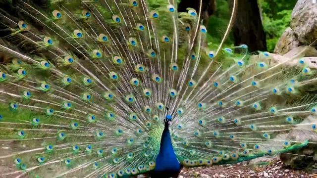 41 - Relaxing Music 24/7, Stress Relief Music, Sleep Music, Meditation Music, Study, Gentle Stream смотреть онлайн