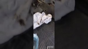 замена Печки радиатора газель до бизнес, видео.