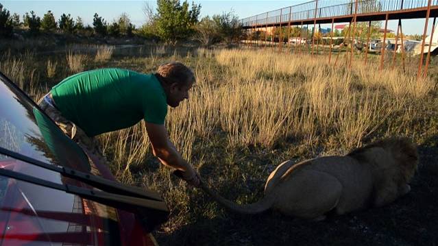 Это видео ПОДНИМАЕТ НАСТРОЕНИЕ ! Льва держат за хвост ! смотреть онлайн