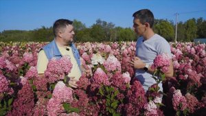 Ниваки // Золотое дерево или как продать сосну за 14 миллионов?! // История Евгения Олейника