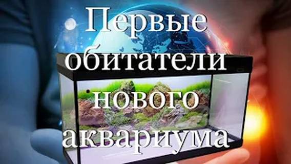 Первые обитатели нового аквариума #мой_мир_поморье