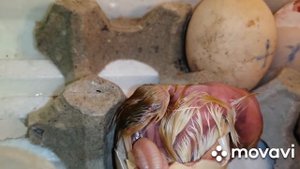 Вывод цыплят в инкубатор. Ступенчатая закладка. Все голошейки