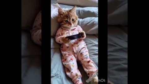 Домашние животные