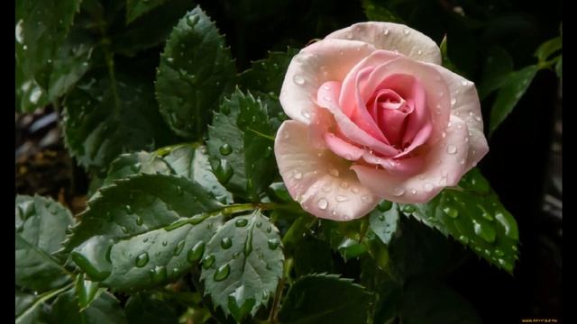 Всеволод Михайлович Гаршин "Сказка о розе и жабе" смотреть онлайн