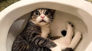Я РЖАЛ БЕЗ ОСТАНОВКИ.Подборка САМЫХ СМЕШНЫХ КОТОВ 2024🐈