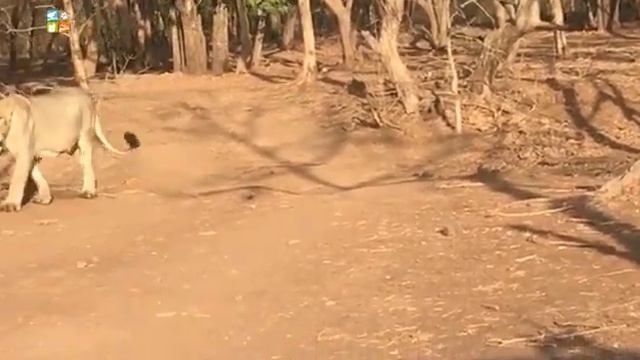 A Lionness in her Element at the Asiatic Lion Lodge I Asiatic Lion Lodge смотреть онлайн