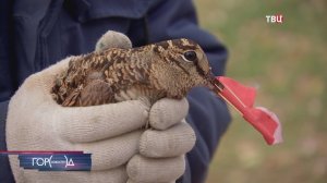 В районе стадиона МГТУ им. Баумана спасли раненого вальдшнепа / Город новостей на ТВЦ