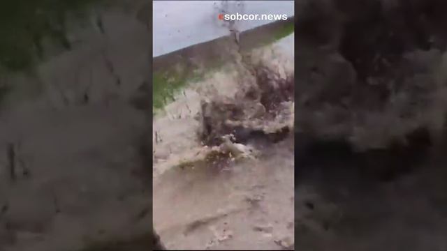 Сельское_хозяйство_в_Луизиане_–_дело_непростое