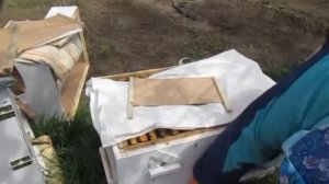 деление пчелосемьи на пол лета в лежаке