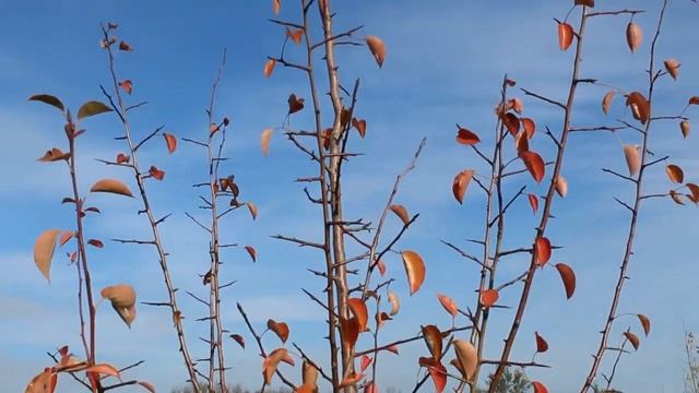 Релакс. Осень. смотреть онлайн