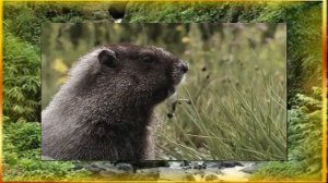 В мире животных