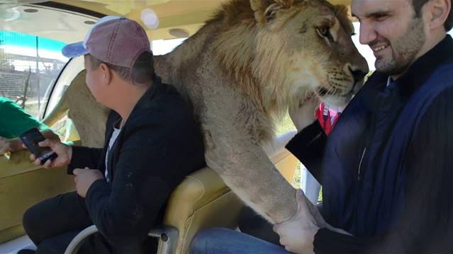 'ЗВЕЗДНЫЙ ЛЕВ 'обнимашки от Фили ! смотреть онлайн