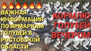 🔥🔥🔥 Важная информация по ярмаркам голубей в Ростовской области. Кормлю голубей вечером.