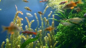 Роберт Адамс, перестать думать.