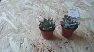 Распаковка эхеверии