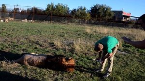 Львенок на дереве !Тихое вечернее Сафари !