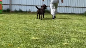 Наши лабрадоры. Кобель-юниор в возрасте 18 месяцев. Подготовка к выставке.