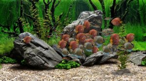 Dream Aquarium - 2 Hours - 8 Tanks (4K)