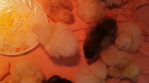 Первый вывод из инкубатора Несушка на 36 яиц.