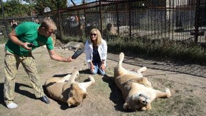 Львица Клеопатра принимает солнечные ванны