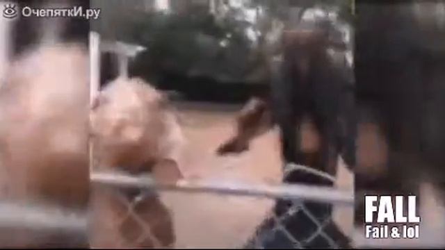 Fox TV–приколы про животных смотреть онлайн