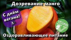 Дозревание манго — С днём вегана! 🎉 — Оздоравливающее питание