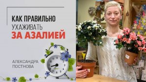 Азалия. Красивое цветущее комнатное растение. Как правильно ухаживать за азалией. Полив, пересадка.