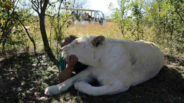 СЧАСТЬЕ ОЛЕГА ЗУБКОВА и львицы ГЕРДЫ ! смотреть онлайн