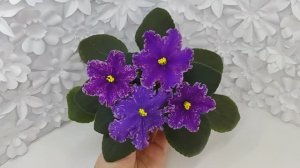 Фиалка НД-Взрывная Брюнетка
