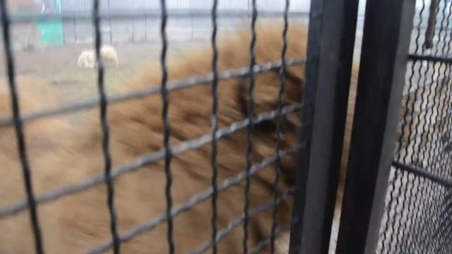 Встреча со львами после 3-х недельной разлуки ! смотреть онлайн