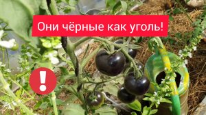 9.08.2023 Снт Правобережное_Мы с виноградом!🍇Что выросло то выросло!🤔Очи чёрные томат!🍅Фасоль!☘️