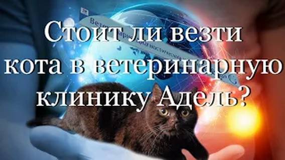 Стоит ли везти кота в ветеринарную клинику Адель?  #мой_мир_поморье