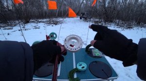 ЛУЧШИЕ БЮДЖЕТНЫЕ ЖЕРЛИЦЫ!!! Обзор на КУРСКИЕ ЖЕРЛИЦЫ.