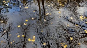 Осенний футаж. Круги по воде от капель дождя.