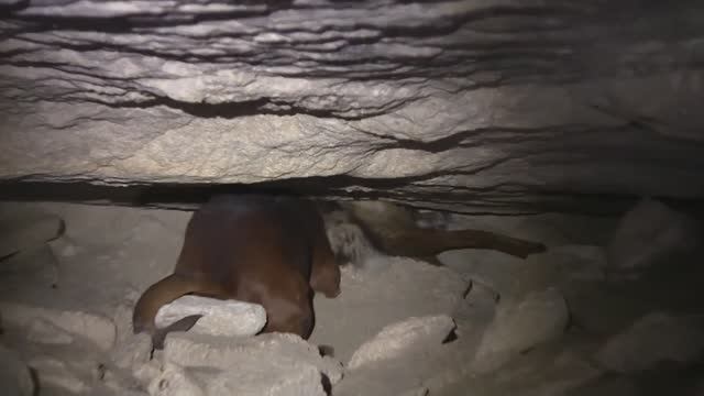 Чарли и лиса. Апрель 2015 г. смотреть онлайн