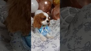 Питомник "из Прованса с Любовью". 89684791404 Есть доступные щенки