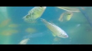 макроподы и гурами