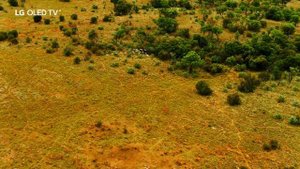 Телевизоры LG OLED TV. Технологии совершенного цвета