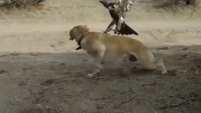 Eagles fly in the sky to stalk their prey | Eagle vs Leopard steal the eggs смотреть онлайн