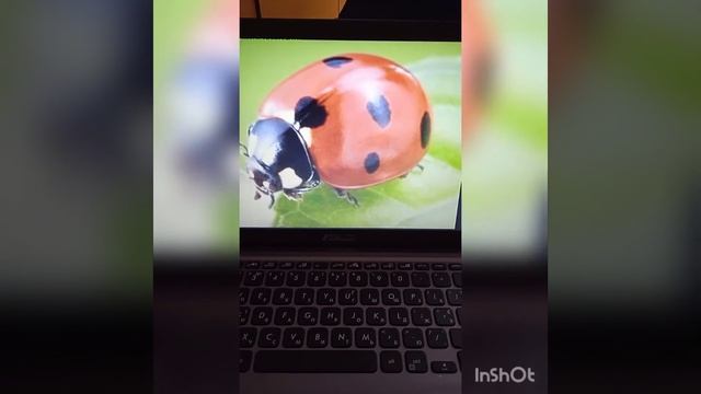 Сенсорика"Веселі жучки" смотреть онлайн