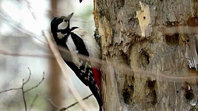 Звуки природы, звуки леса и пение птиц слушать онлайн