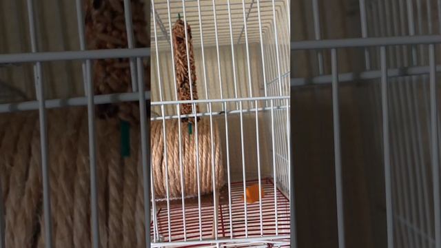 Кошачий телевизор