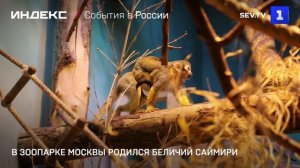 В зоопарке Москвы родился беличий саймири